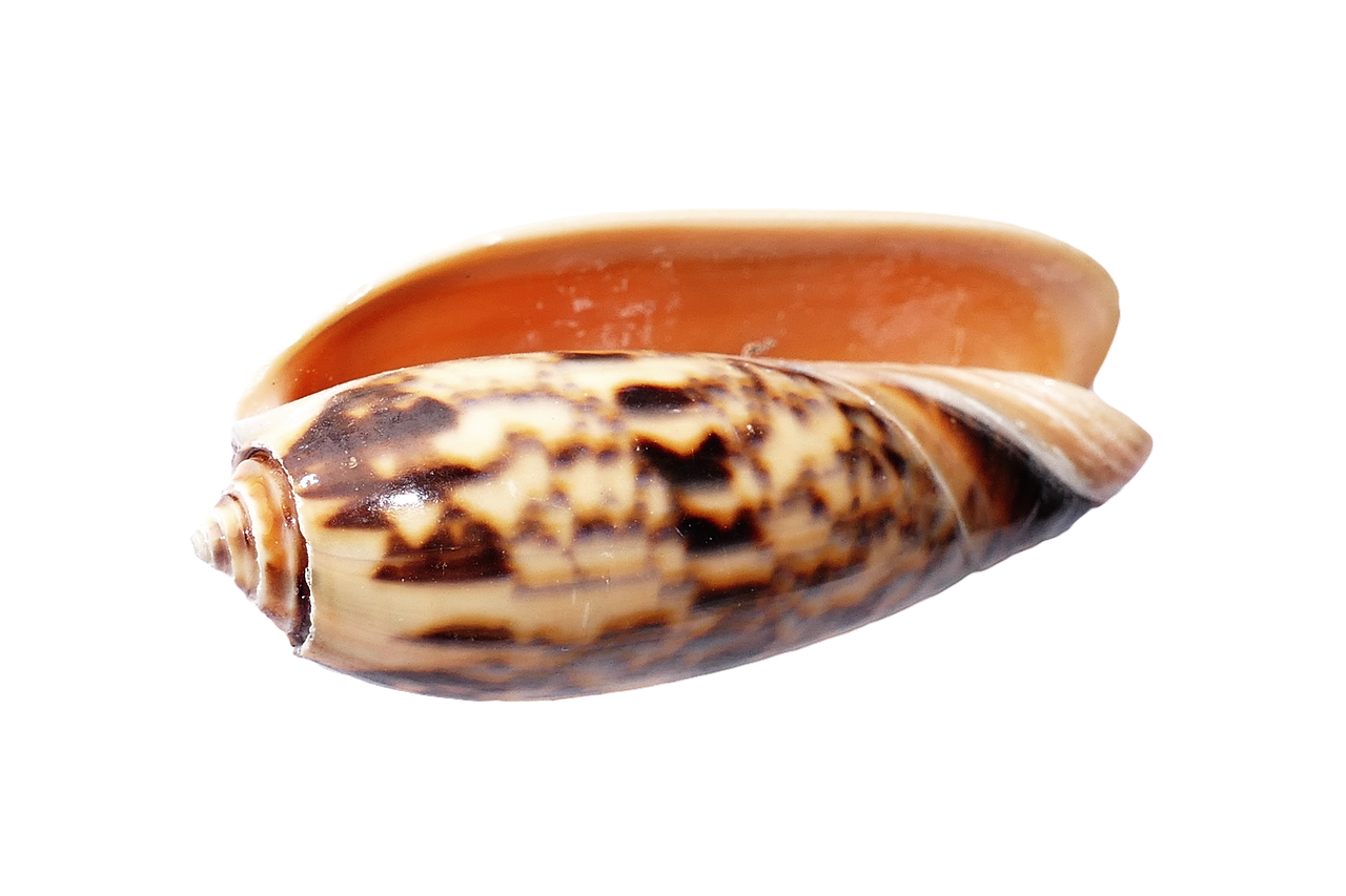 Marine Cone Snail Shell PNG with transparent background