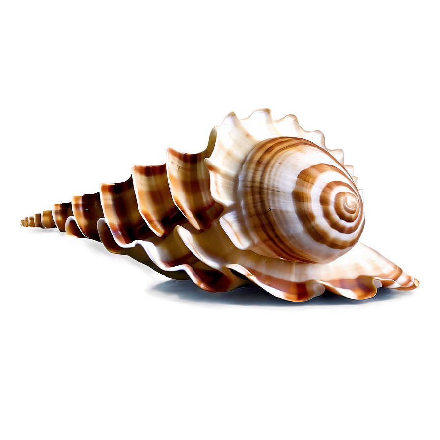 Marine Seashell Clipart Png Fnc28