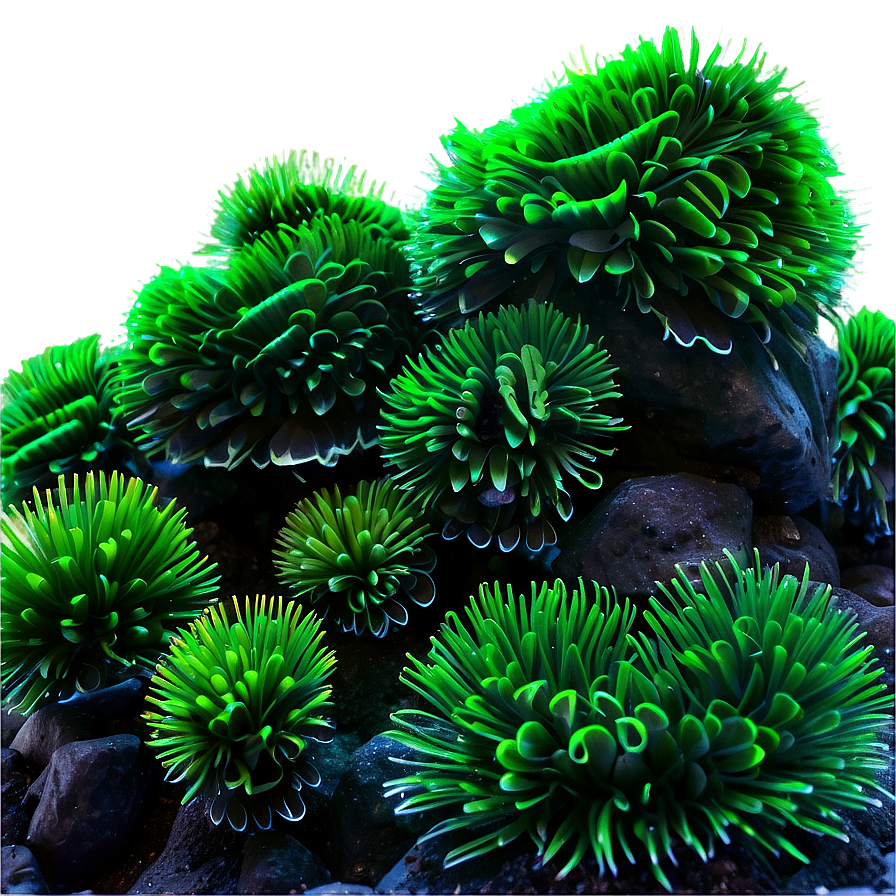 Marine Seaweed Landscape Png Itd47