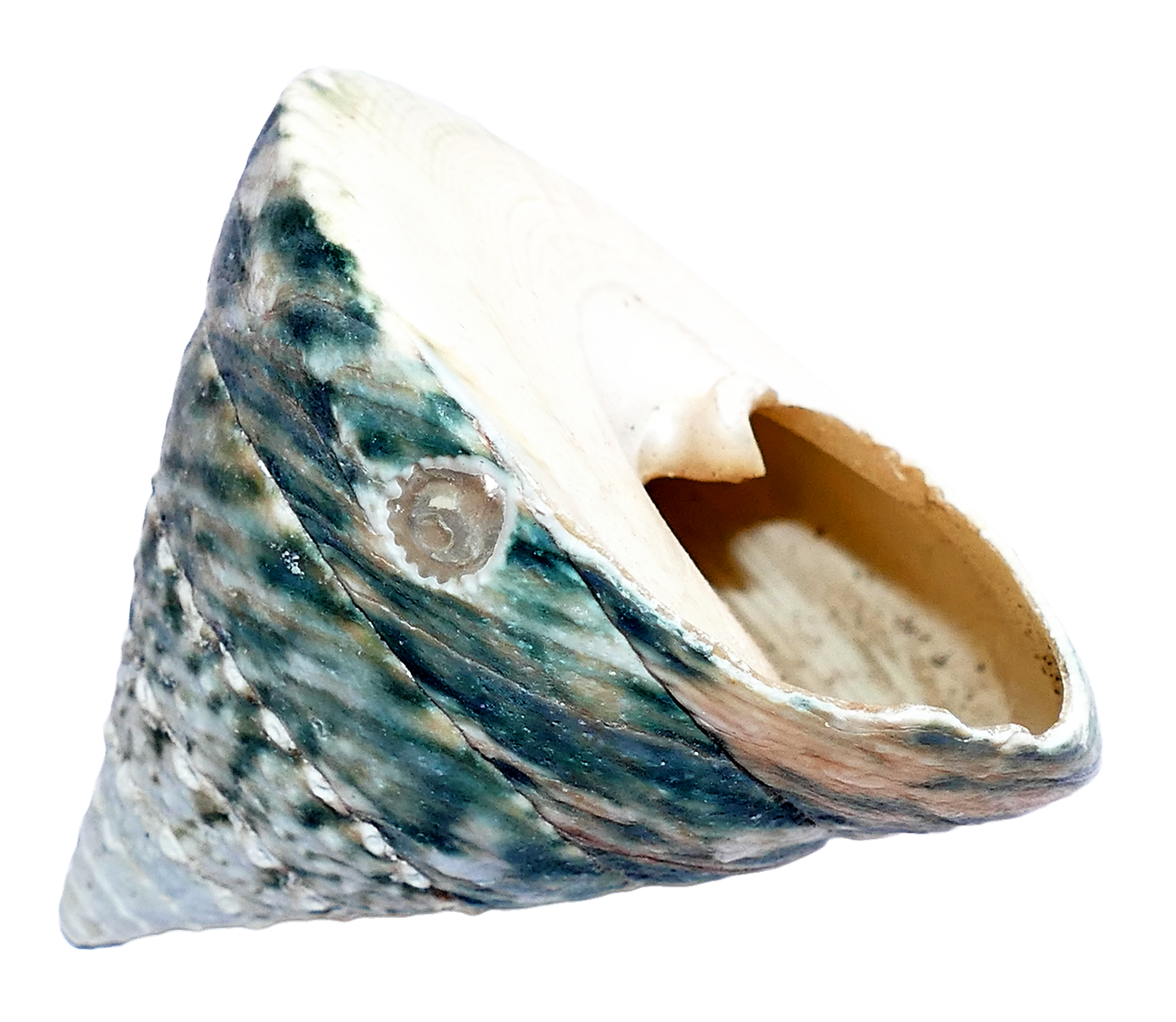 Marine Shell Side View.png