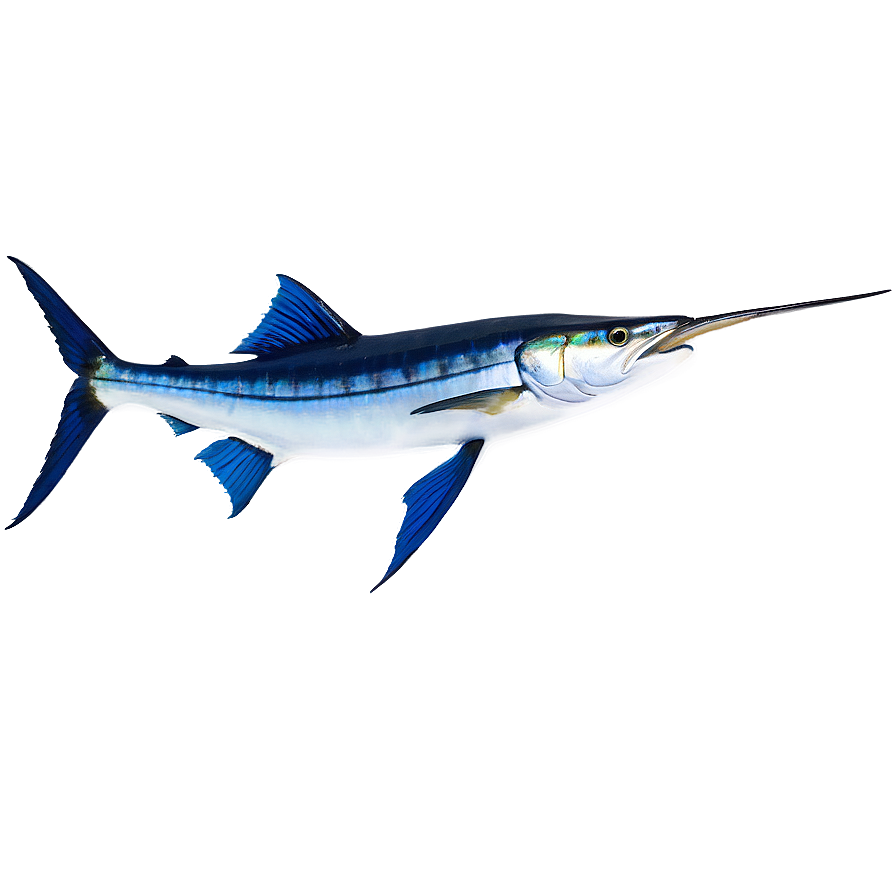 Marlin Fish Tail Png 06242024