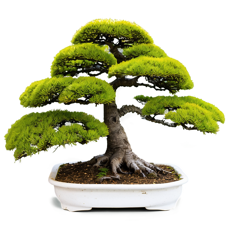 Mature Bonsai Tree Png 59