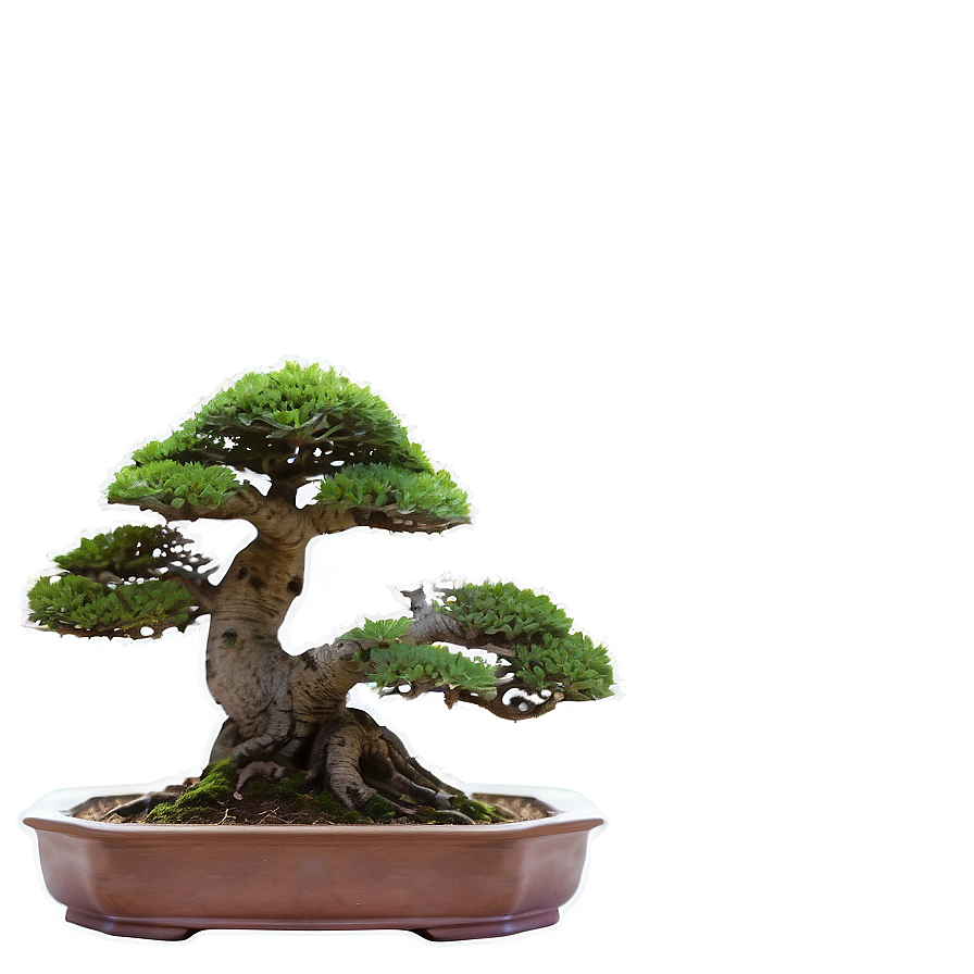 Mature Bonsai Tree Png 99