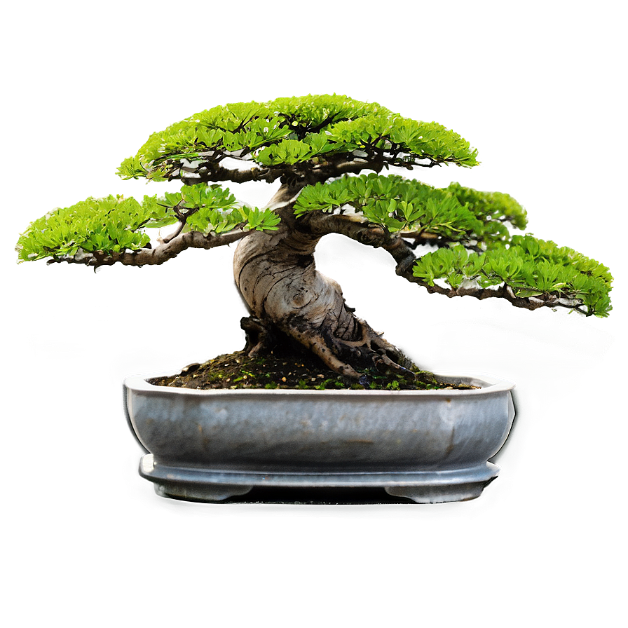 Mature Bonsai Tree Png Mlq