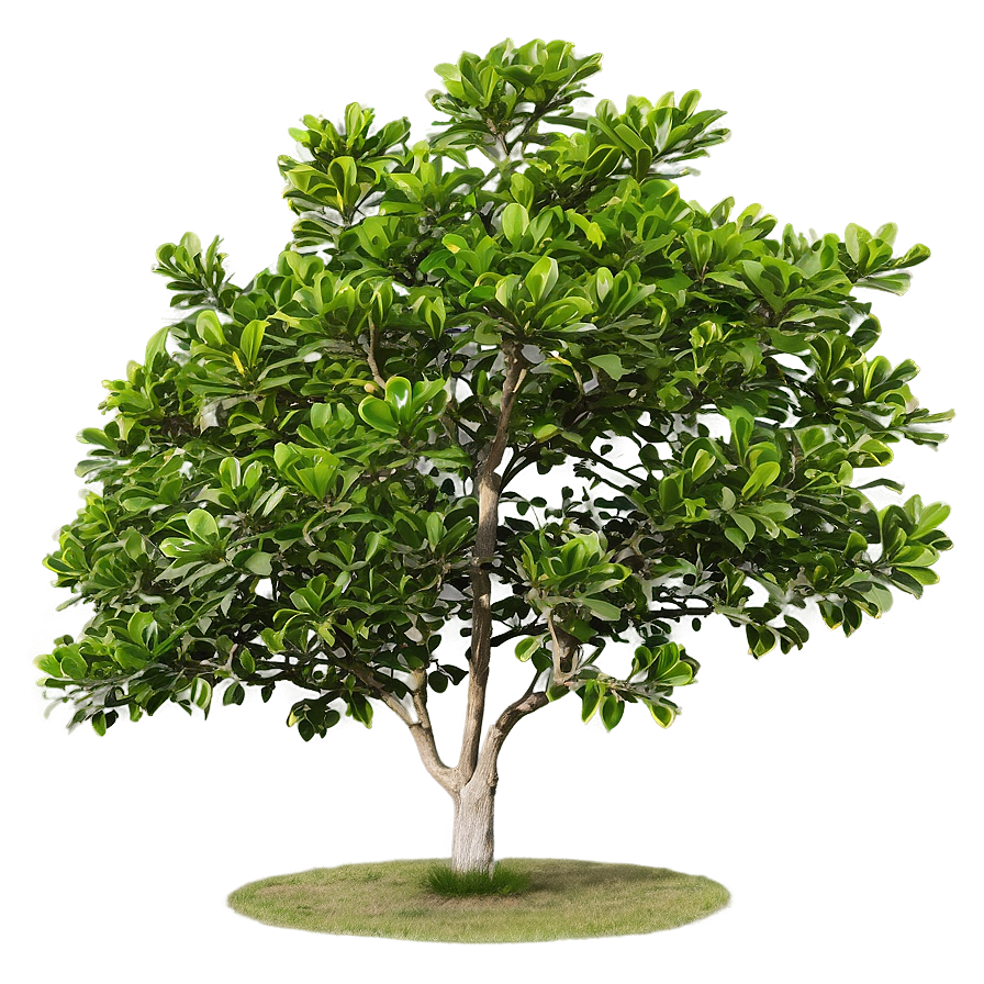 Mature Magnolia Tree Landscape PNG 85 PNG image with a transparent background, free high-resolution download
