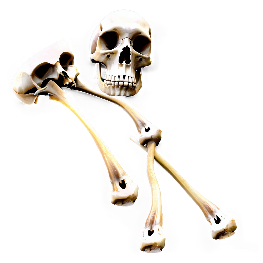 Medical Bones Png 7