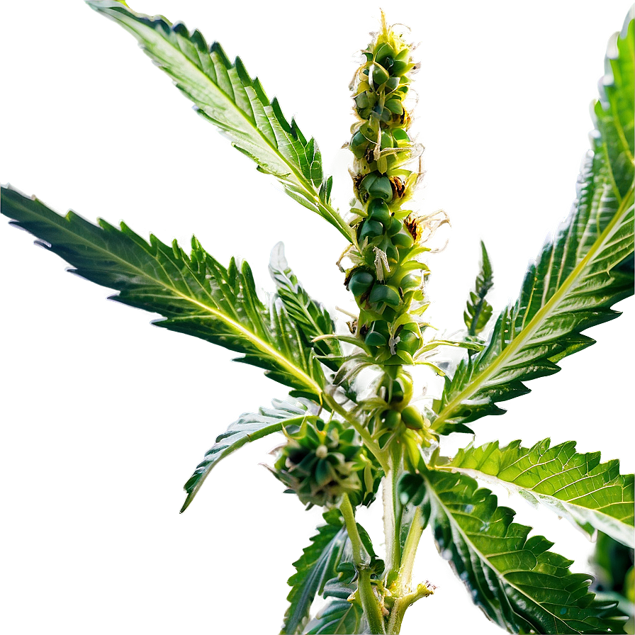 Medicinal Cannabis PNG bke64 PNG with transparent background