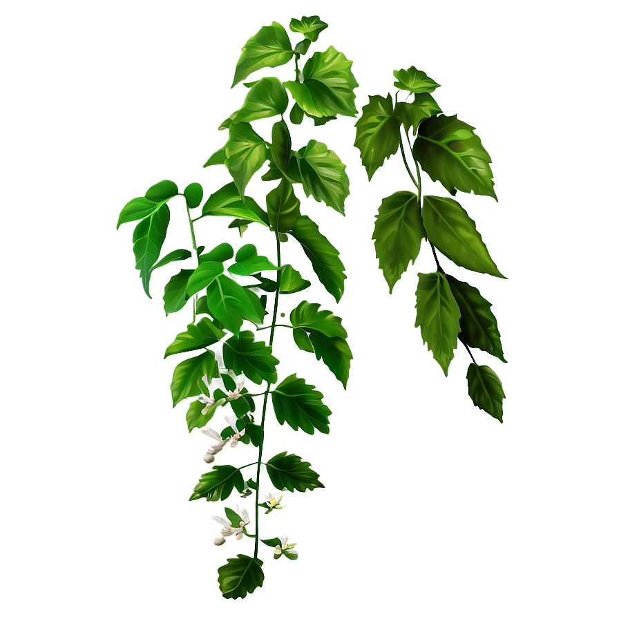 Medicinal Herb Vine Png Dag