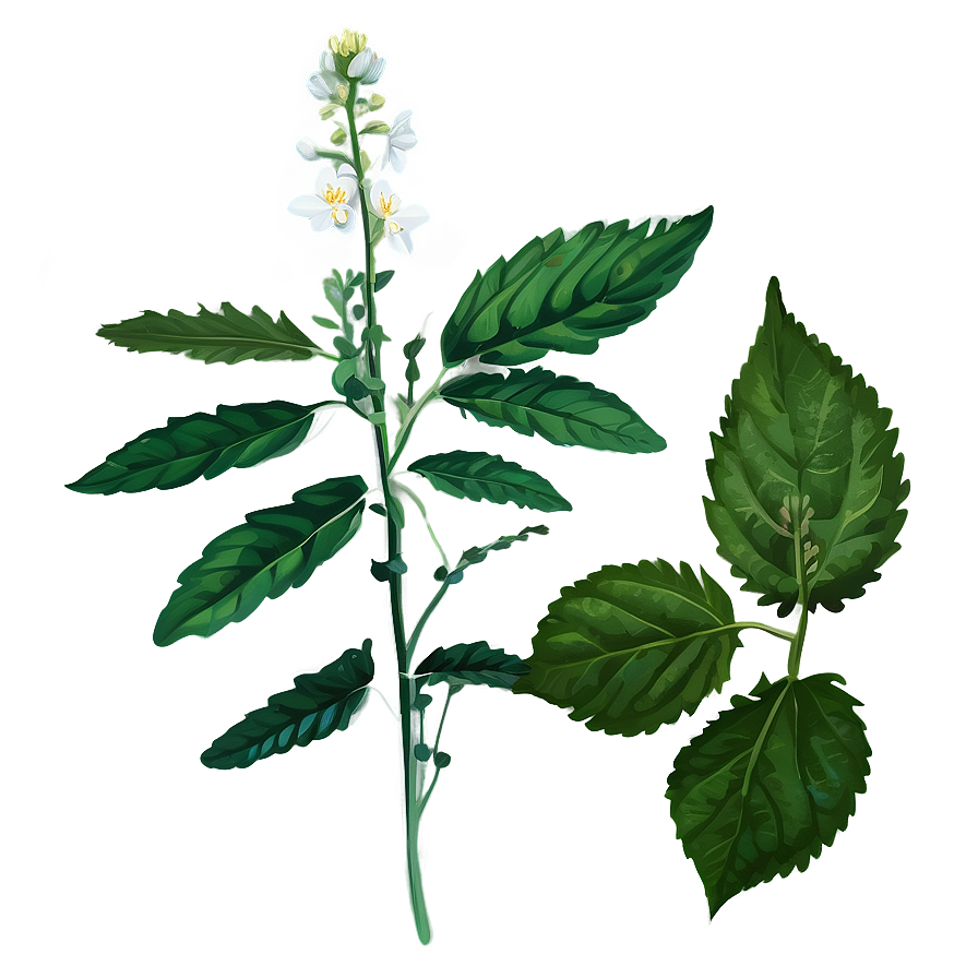 Medicinal Plant Herb Png Vhh13