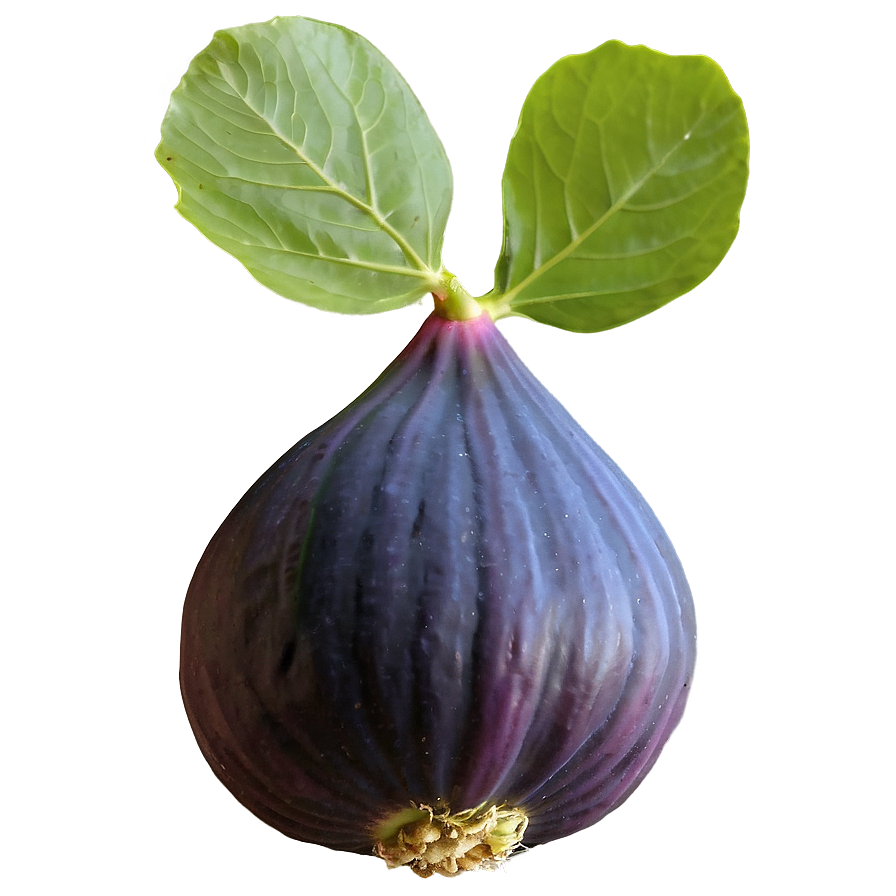 Mediterranean Fig Png 06202024