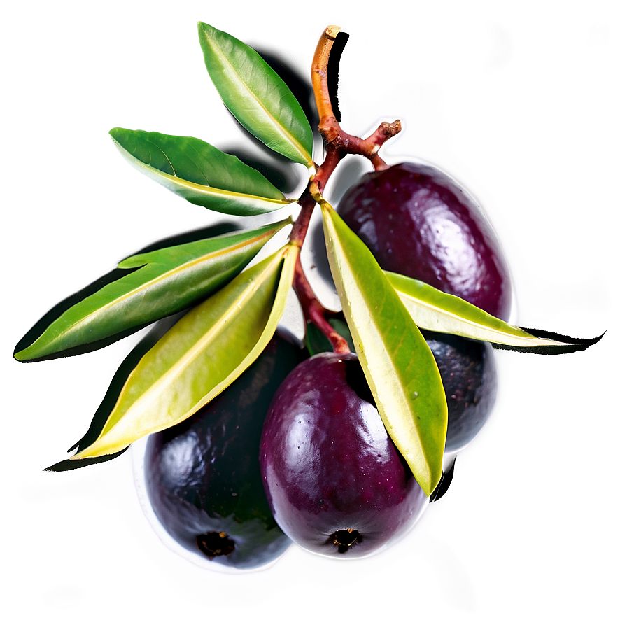 Mediterranean Olive Png 65