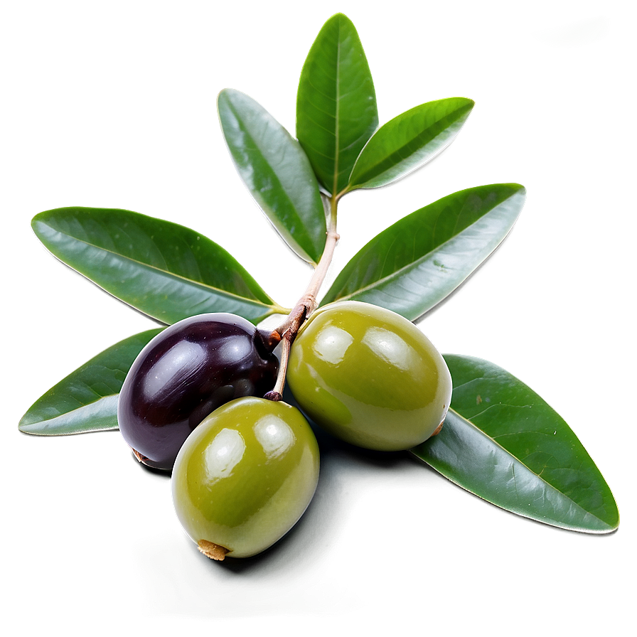 Mediterranean Olive Png Nou47