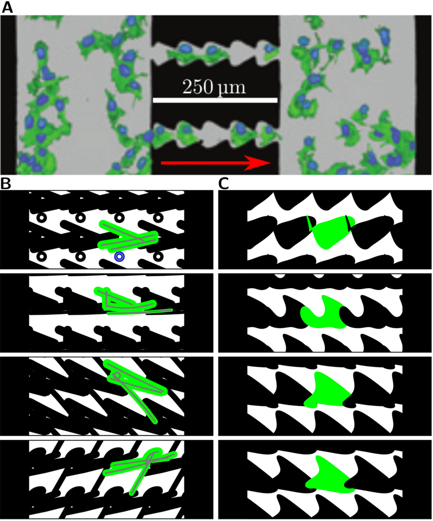 Optimizing Single Cell Migration On Ratchet Patterns PNG image with a transparent background, free high-resolution download