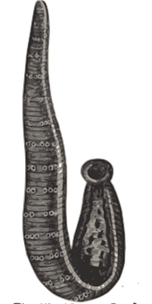 Microscopic Blood Fluke Schistosoma PNG with transparent background