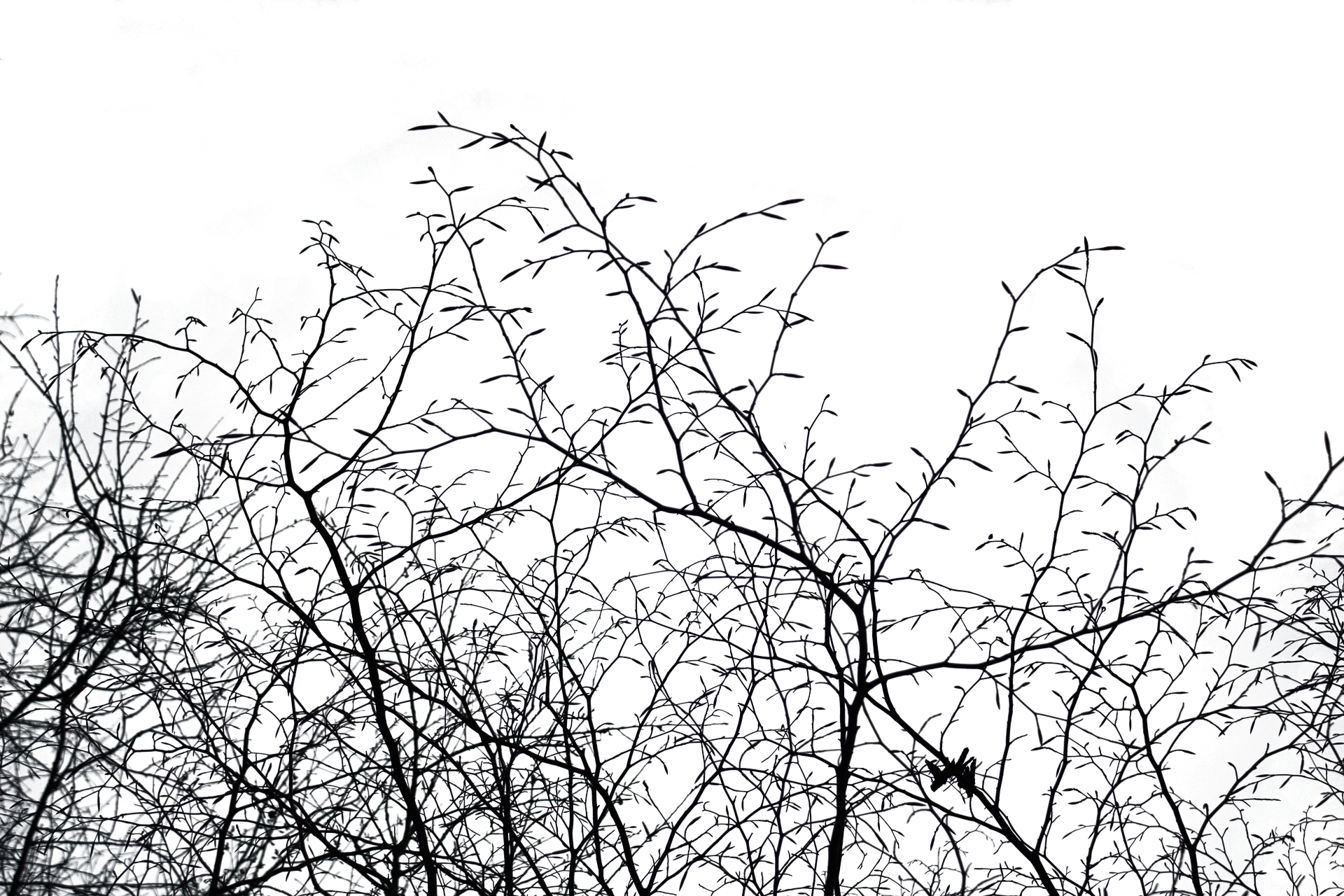 Midnight Branches Silhouette.jpg PNG with transparent background