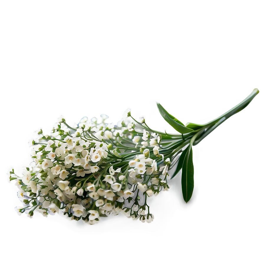 Miniature Baby's Breath Posy Png 06212024