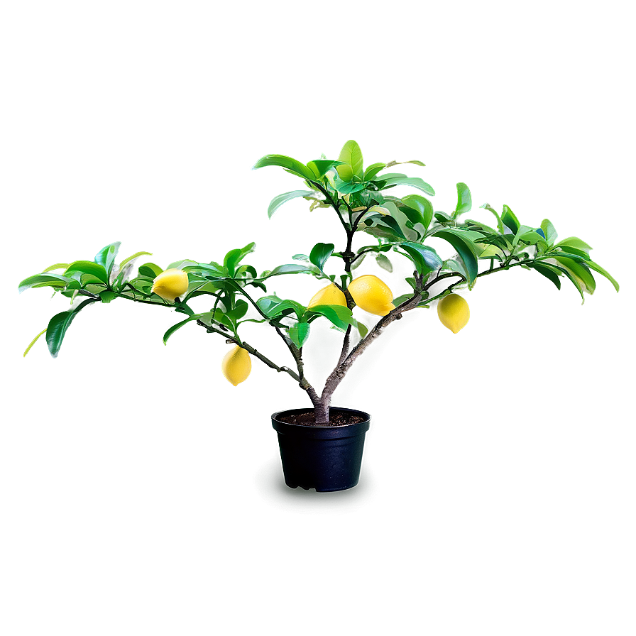 Miniature Lemon Tree Png 06212024