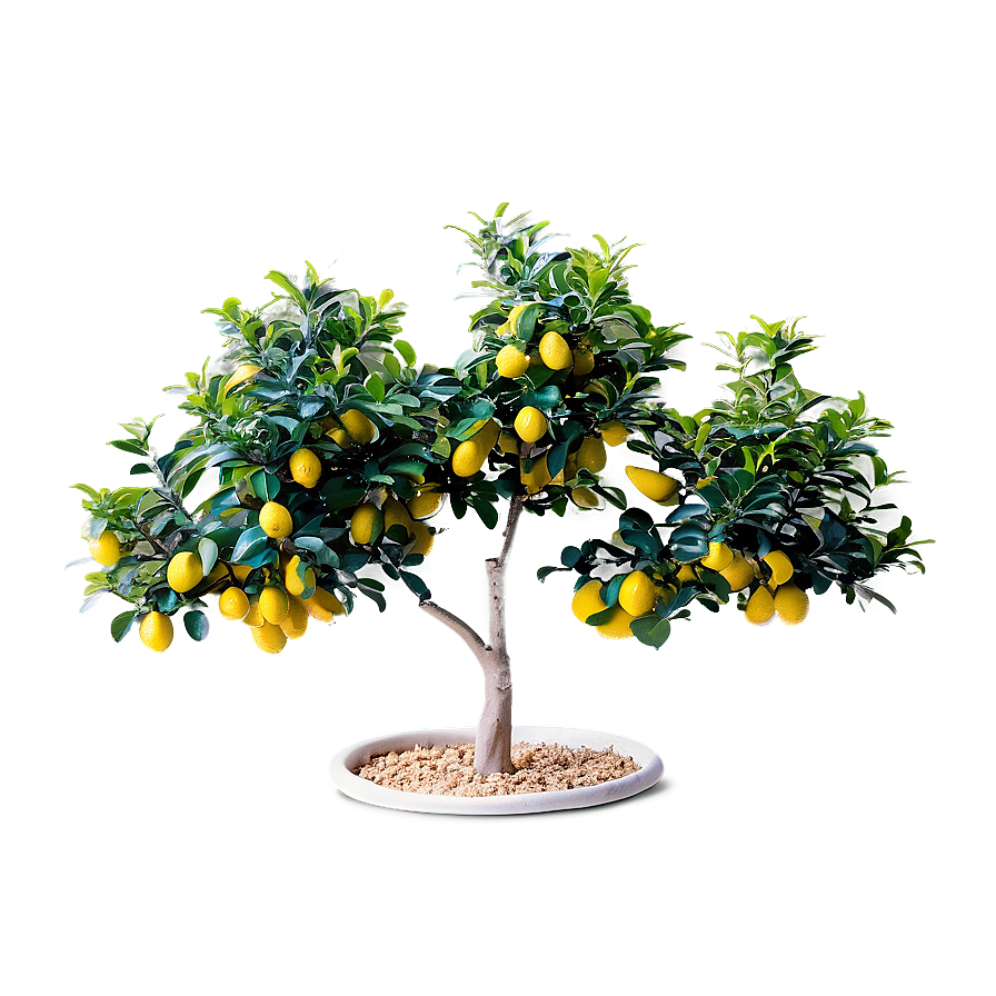 Miniature Lemon Tree Png Yty