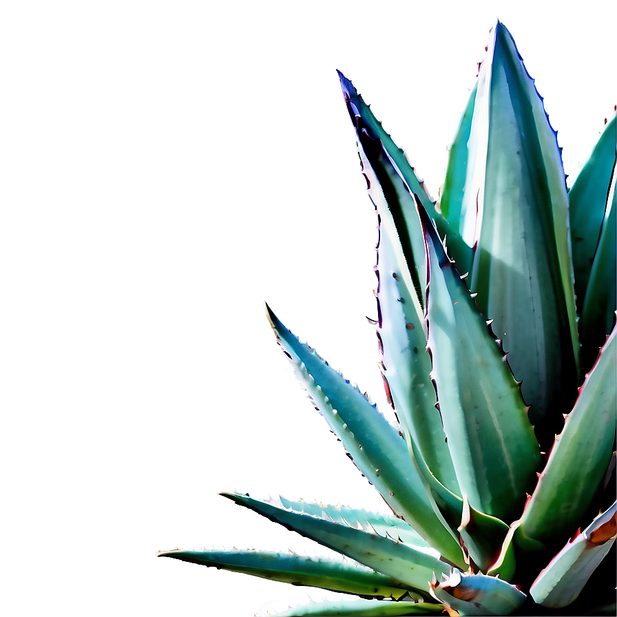 Minimalist Agave Plant Png Mqe