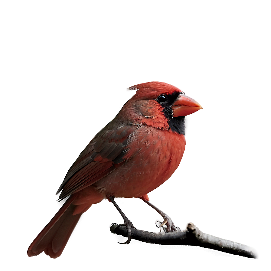 Minimalist Cardinal Png 05242024