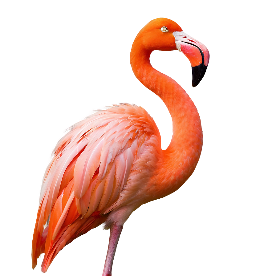 Minimalist Flamingo Outline Png 06292024