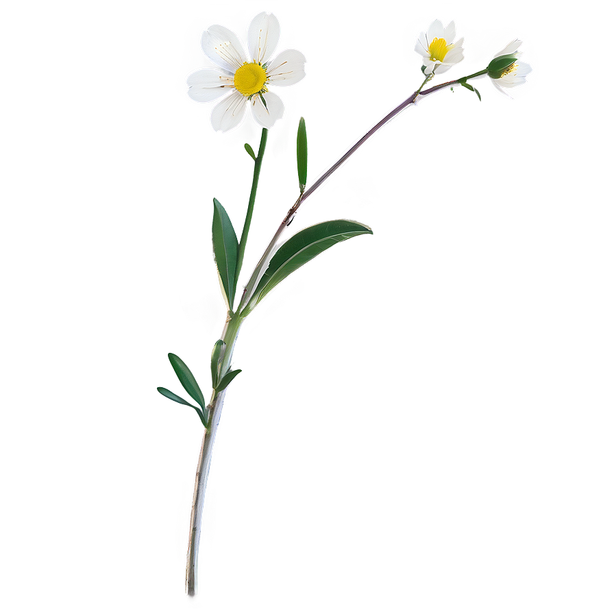 Minimalist Flower Stem Png 06132024