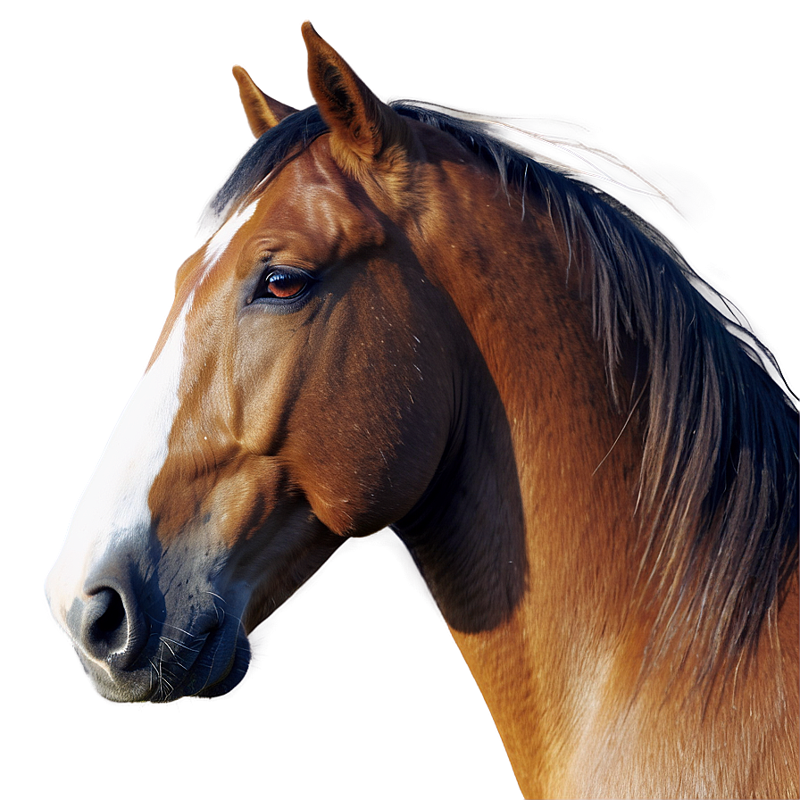 Minimalist Horse Head Icon Png 06122024