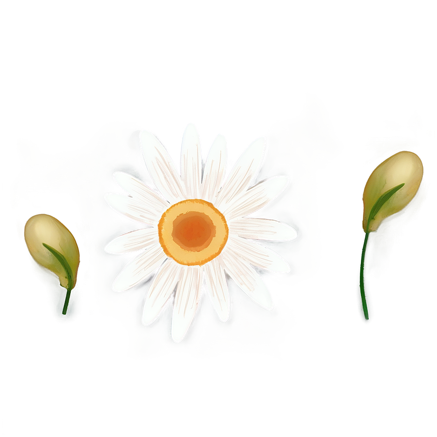 Minimalist Indie Flower Sketch Png 06252024