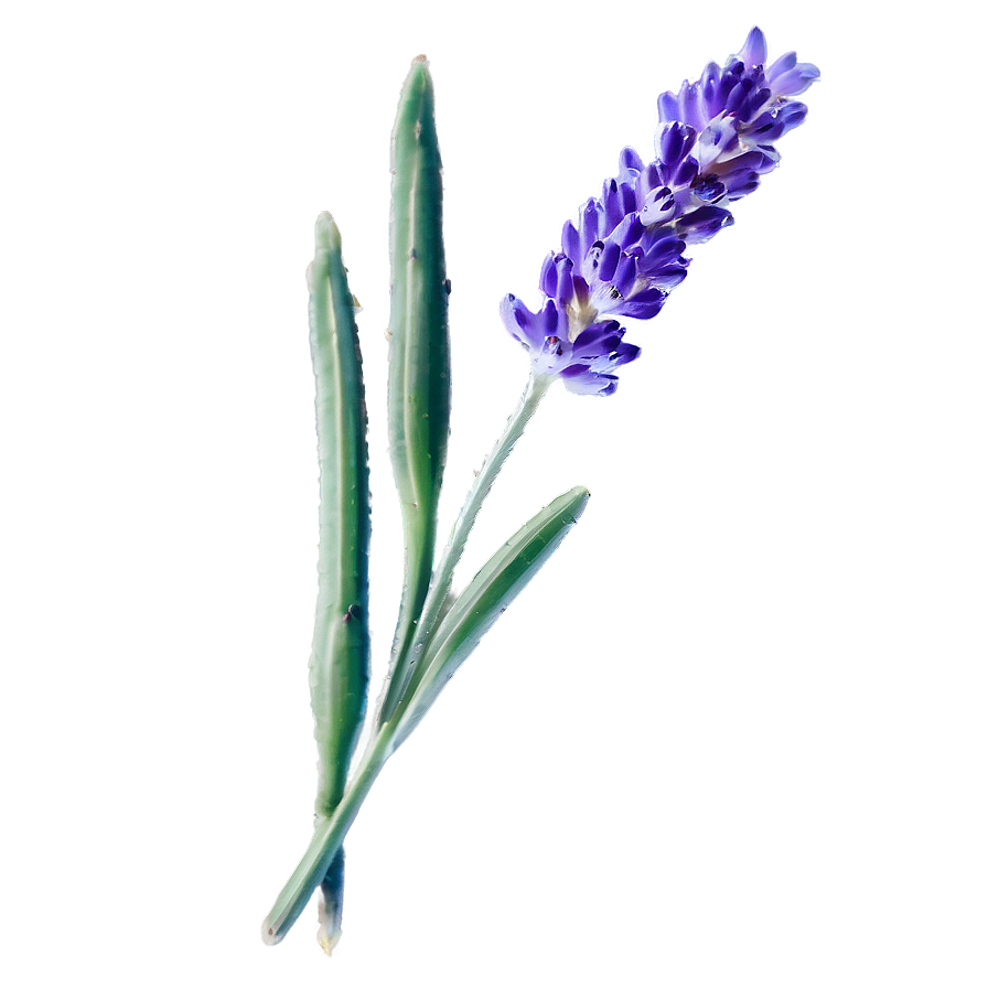 Minimalist Lavender Png Ogm