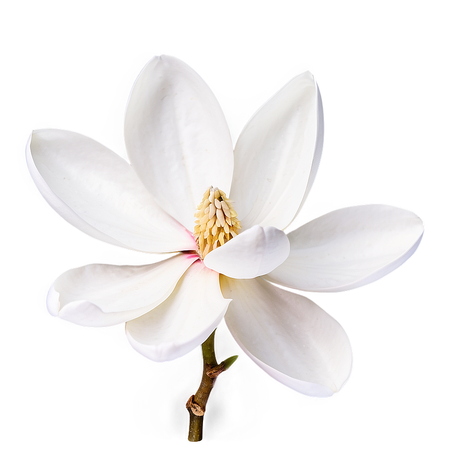 Minimalist Magnolia Flower Png 75