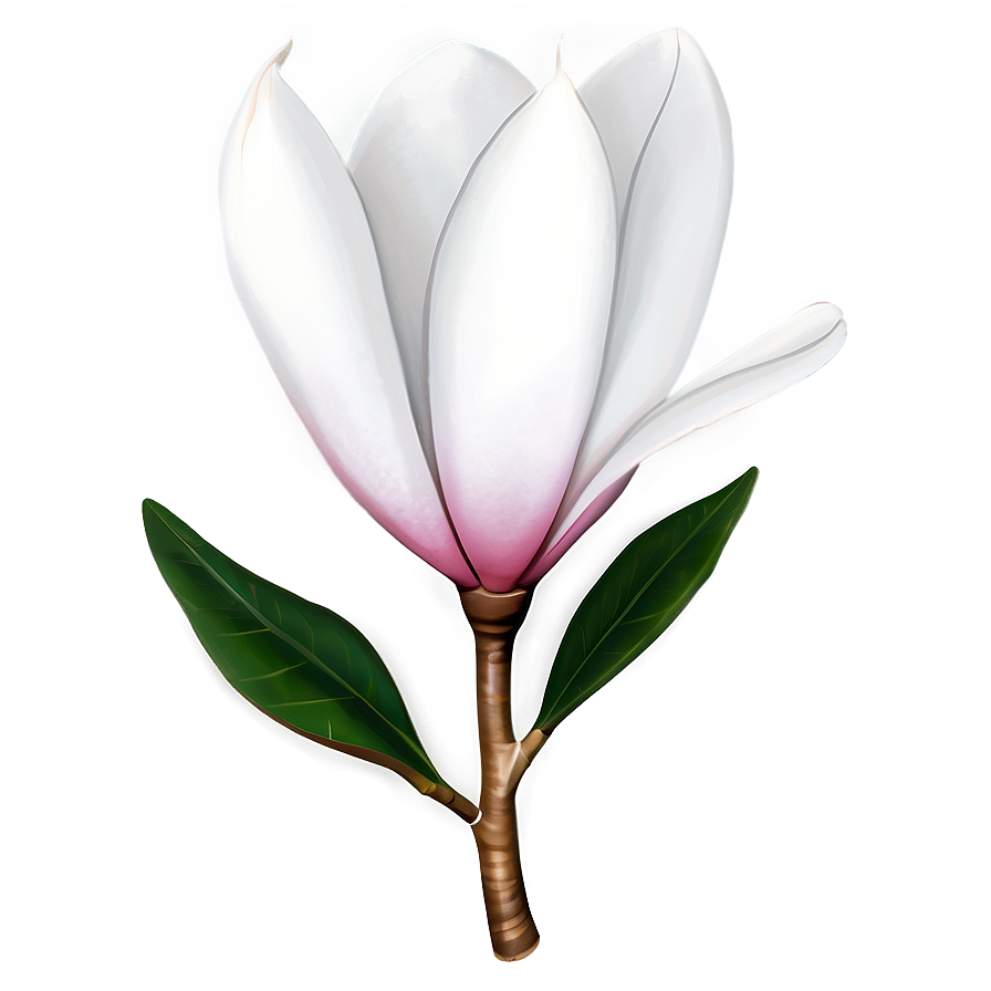 Minimalist Magnolia Flower Png Liv