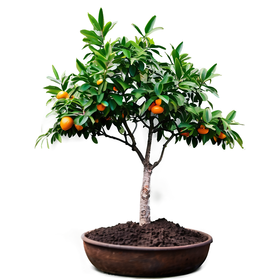 Minimalist Orange Tree Png Bol33