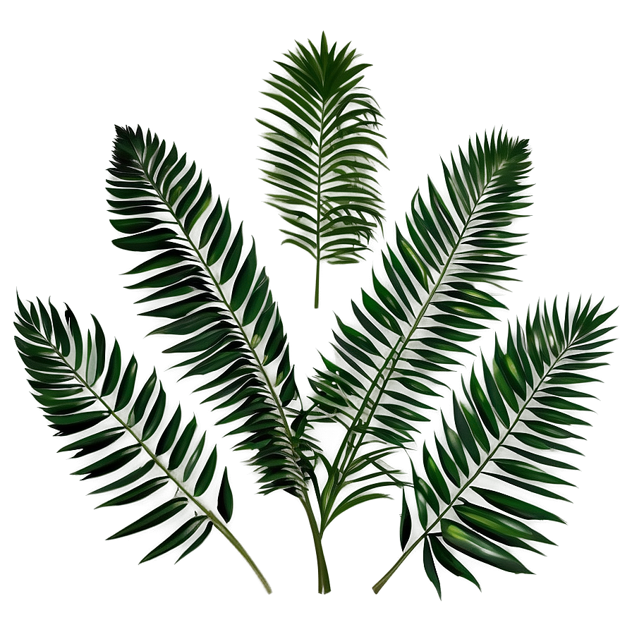 Minimalist Palm Leaves Png Ogd25