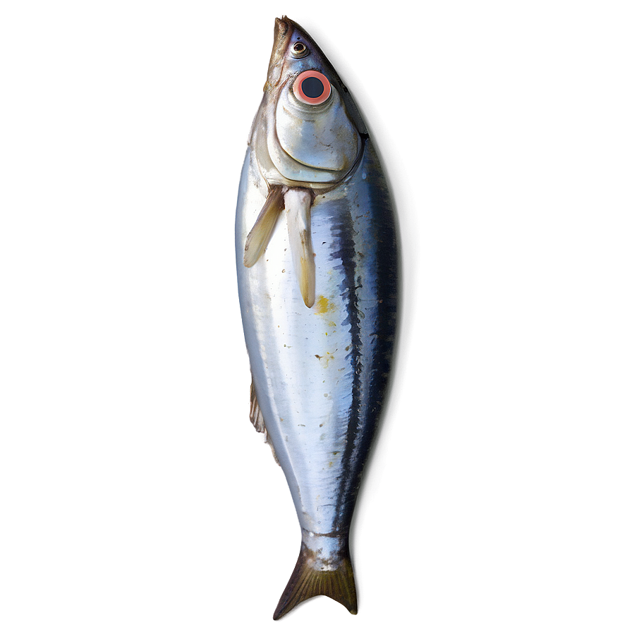 Minimalist Sardine Png Ypm