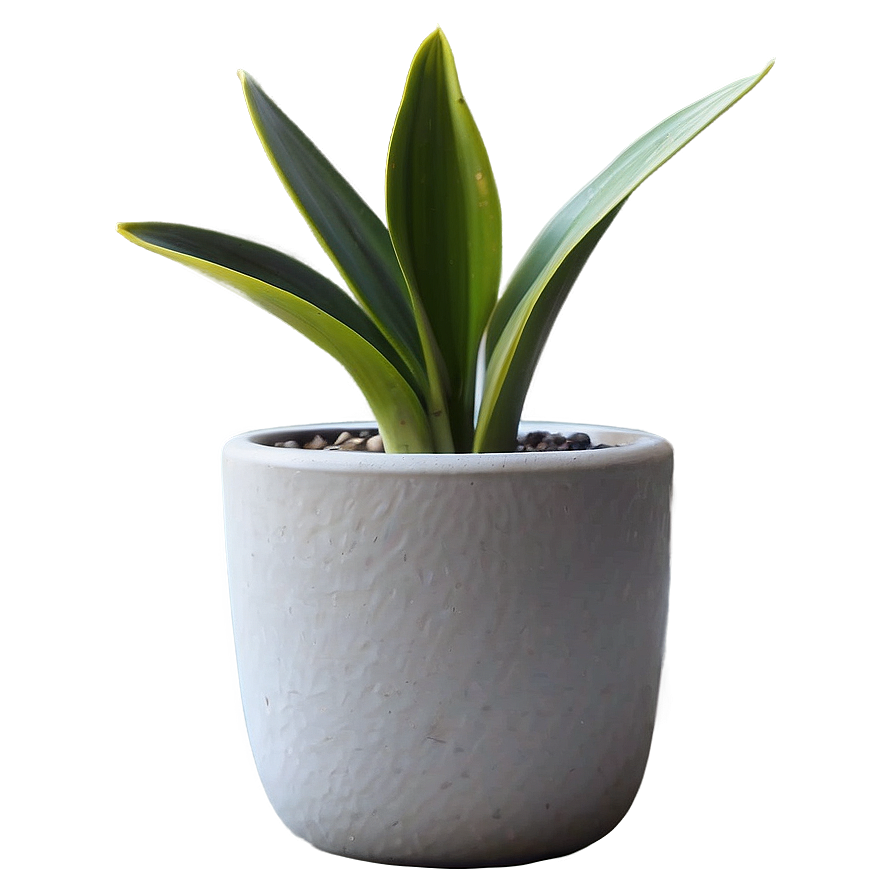 Minimalist Snake Plant Png 21