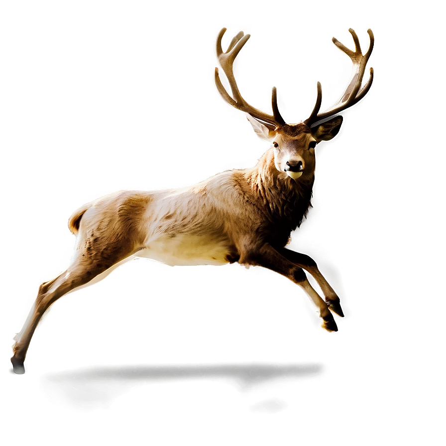 Minimalist Stag Sketch Png Aej