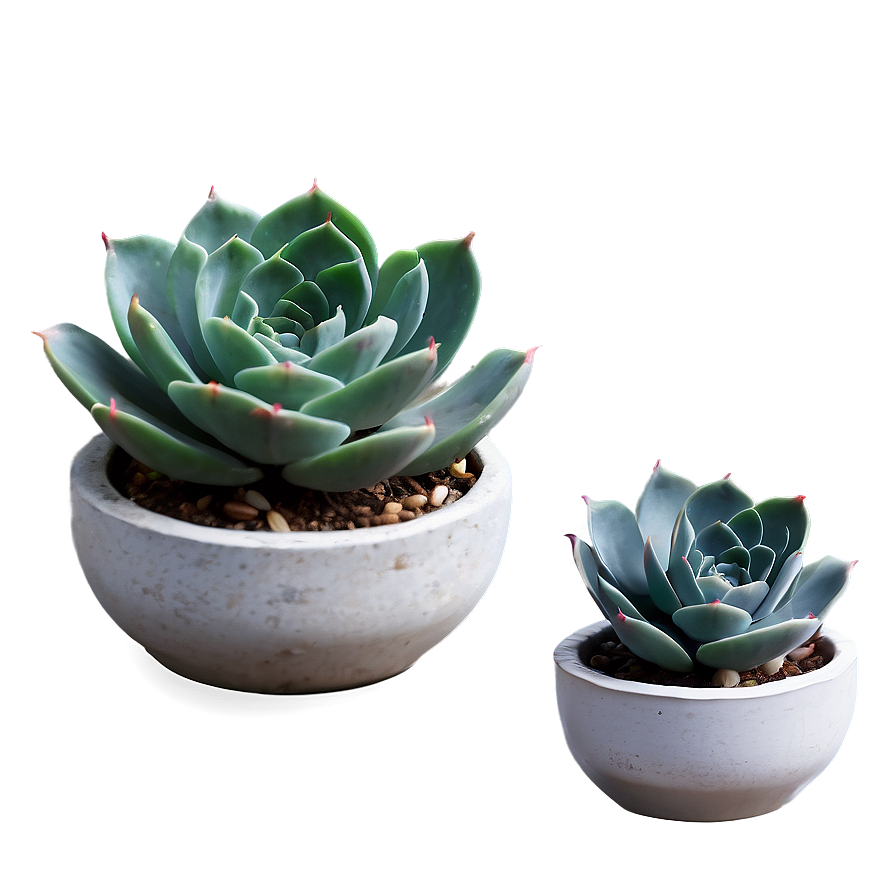 Minimalist Succulent Png 05242024