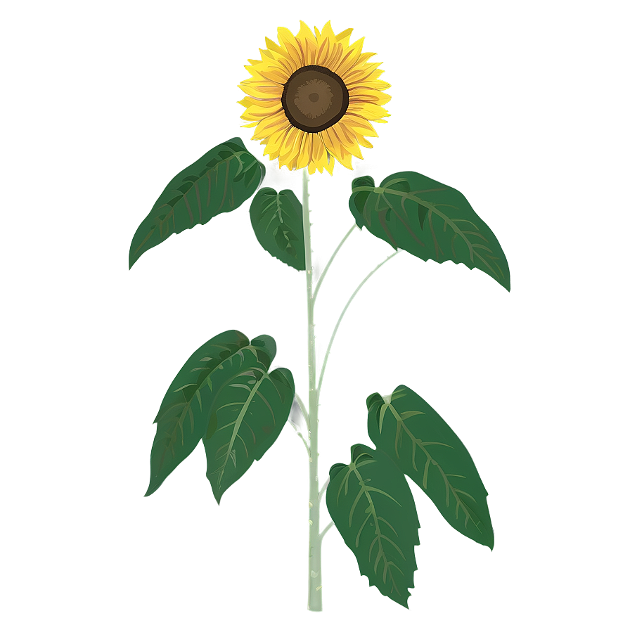 Minimalist Sunflower Png Ecj15