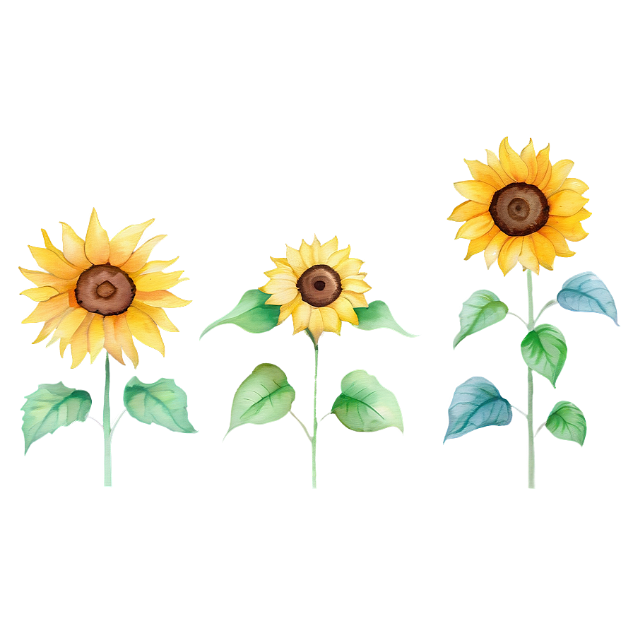 Minimalist Sunflower Watercolor Art Png 12