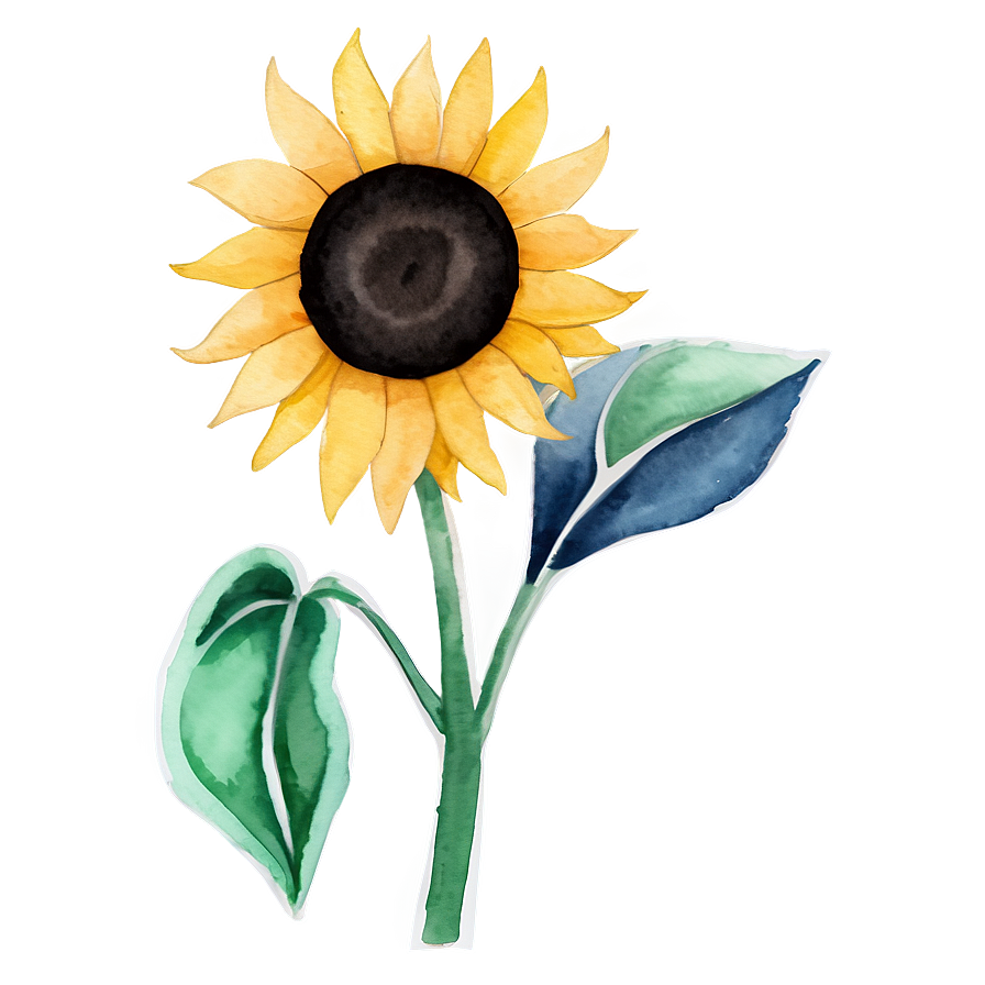 Minimalist Sunflower Watercolor Art Png 99