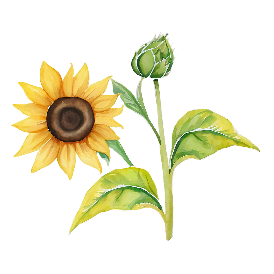 Minimalist Sunflower Watercolor Art Png Gph45