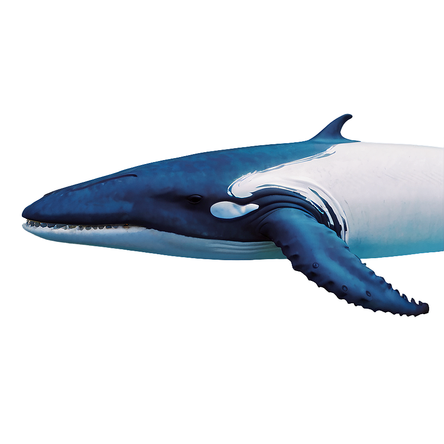 Minimalist Whale Png 05232024