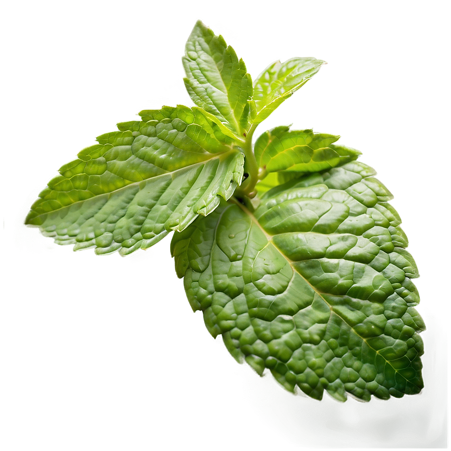 Mint Herb Leaves Png 15