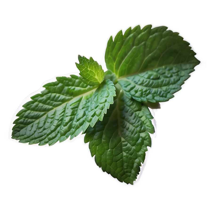 Mint Leaf Aesthetic Png 06212024