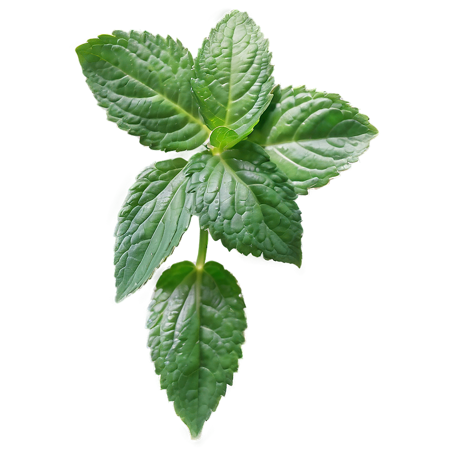 Mint Leaf Aesthetic Png 06212024