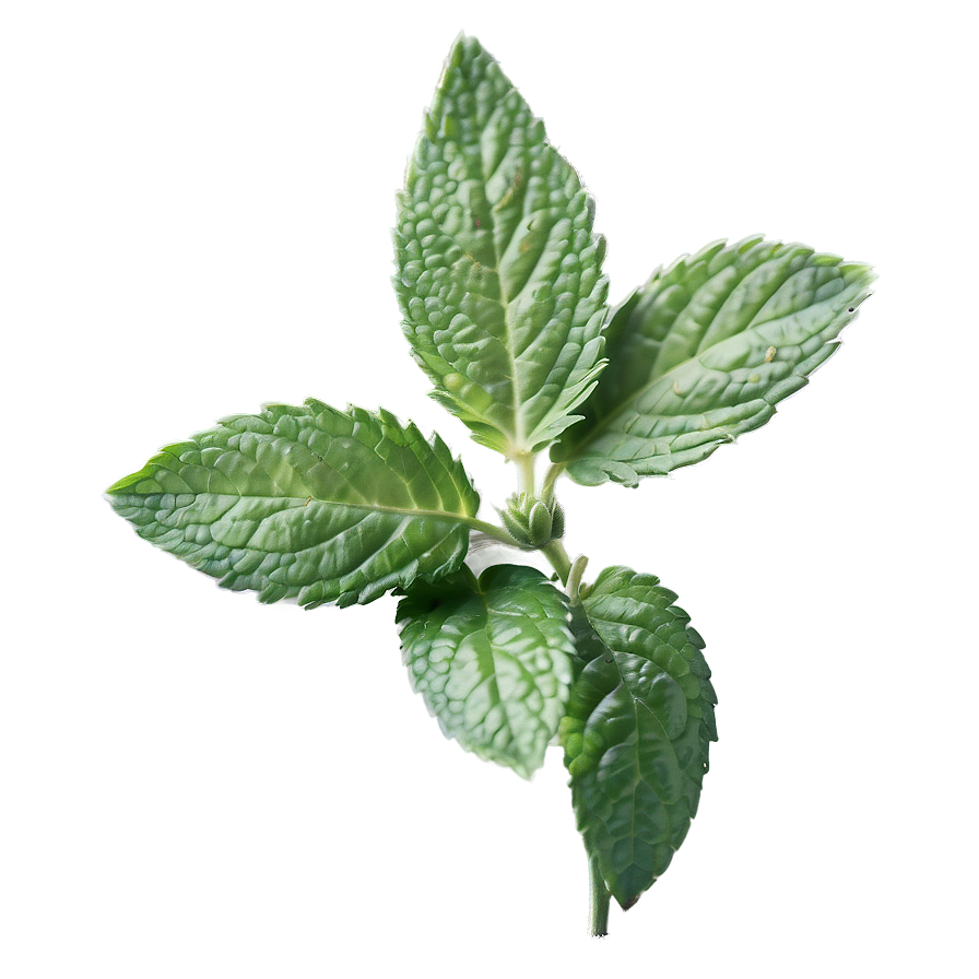 Mint Leaf Aesthetic Png 45