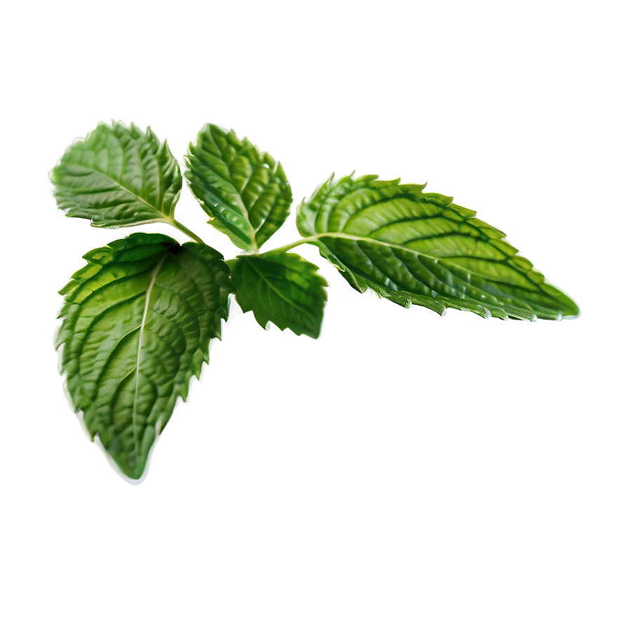 Mint Leaf Botanical Png Nrl