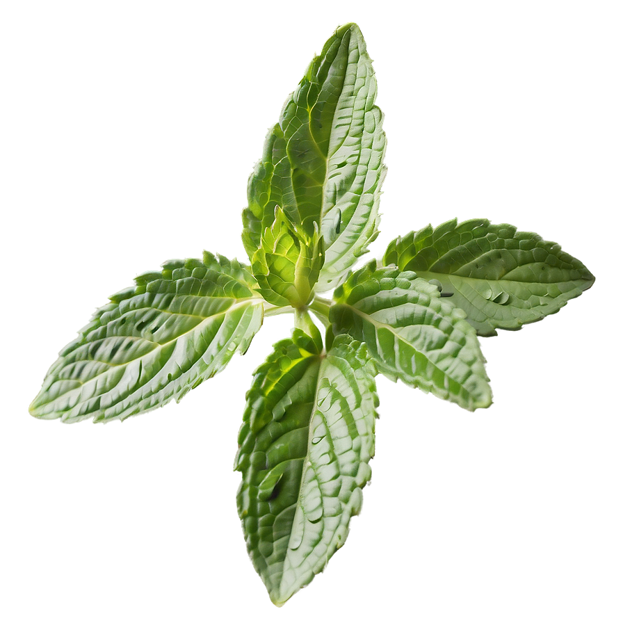 Mint Leaf Botanical Png Wge22