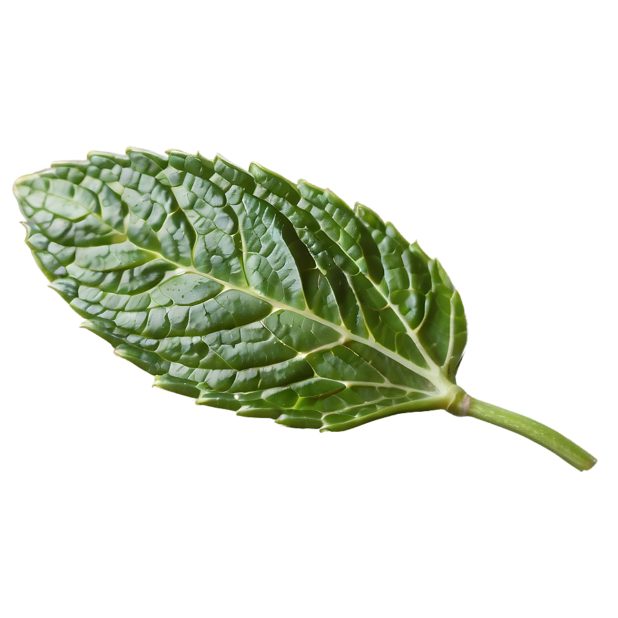 Mint Leaf Detail Png Mjp18