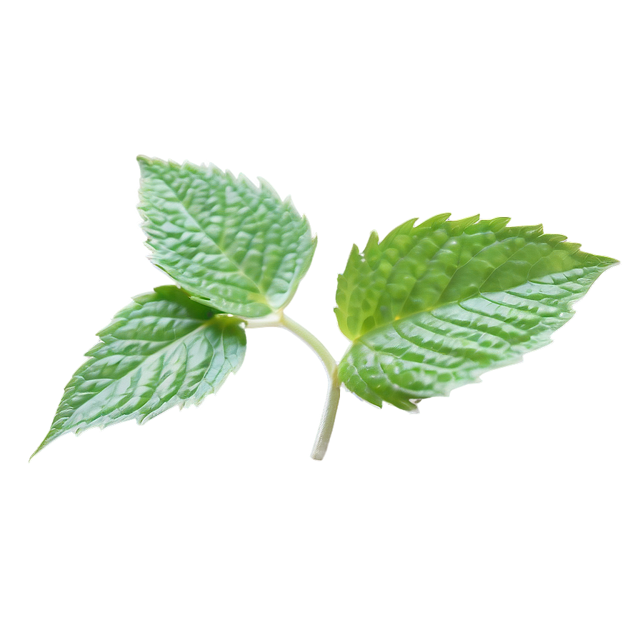 Mint Leaf Graphic Png Mmb91